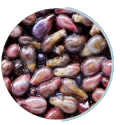 Neuro Serge Ingredients 